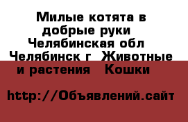 Милые котята-в добрые руки - Челябинская обл., Челябинск г. Животные и растения » Кошки   